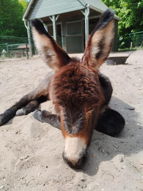 Ezel te koop., Dieren en Toebehoren, Overige Dieren, Mannelijk