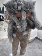 Britse korthaar kittens, Dieren en Toebehoren, Katten en Kittens | Raskatten | Korthaar, Poes, Ontwormd, 0 tot 2 jaar