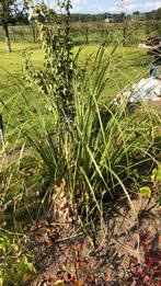 Gratis grasspriet, Ophalen, Vaste plant, Siergrassen, Bloeit niet