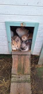 Te koop jonge dwergkonijntjes, Dieren en Toebehoren, Konijnen, Meerdere dieren, Dwerg