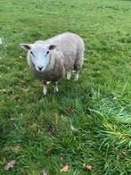 Mooie dek ram te huur inclusief tuigje, Dieren en Toebehoren, Mannelijk, Schaap