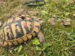 Nakweek Griekse landschildpadden, Schildpad