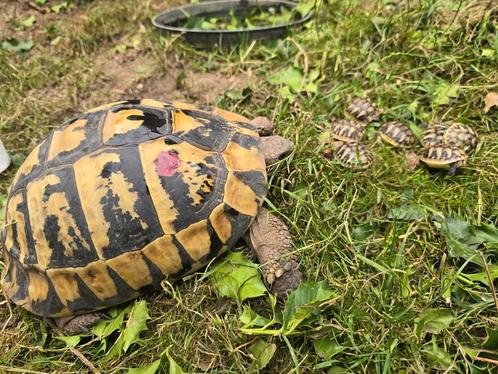 Nakweek Griekse landschildpadden, Dieren en Toebehoren, Reptielen en Amfibieën, Schildpad