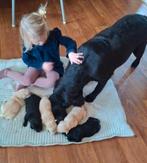 Raszuivere labrador retriever pups met stamboom. zwart blond, Dieren en Toebehoren, Nederland, Rabiës (hondsdolheid), 8 tot 15 weken