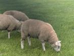 Beste Swifter Stamboek en niet stamboek rammen, Dieren en Toebehoren, Schapen, Geiten en Varkens, Mannelijk, Schaap