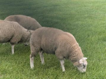 Beste Swifter Stamboek en niet stamboek rammen beschikbaar voor biedingen