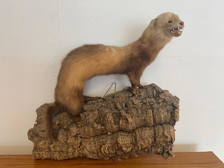 Vintage opgezette marter op kurkschors, Verzamelen, Dierenverzamelingen, Gebruikt, Opgezet dier, Overige soorten, Ophalen of Verzenden