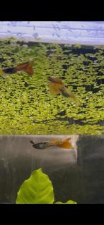 Mooie raszuivere Red metal lace guppen, Vis