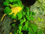 Ancistrus bristlenose albino, Dieren en Toebehoren, Vis, Zoetwatervis