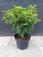 Prunus  lusitanica ‘Angustifolia’ (Portugese laurierkers), Haag, Minder dan 100 cm, Laurier, Ophalen