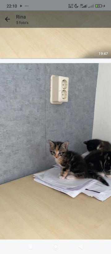 Maincoon/noorseboskat Kittens te koop kot haar  beschikbaar voor biedingen