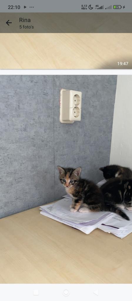 Maincoon/noorseboskat Kittens te koop kot haar, Dieren en Toebehoren, Katten en Kittens | Raskatten | Korthaar, Meerdere dieren