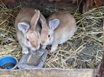 Gele van Boergondië en Belgische Haas te koop, Dieren en Toebehoren, Konijnen, Meerdere dieren, Groot, 0 tot 2 jaar
