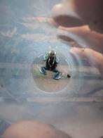 0.0.3 dendrobates tinctorius grijspoot, Dieren en Toebehoren, Reptielen en Amfibieën, Amfibie