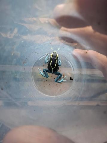 0.0.3 dendrobates tinctorius grijspoot beschikbaar voor biedingen