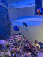 Prachtige levend zeewater vissen, Vis