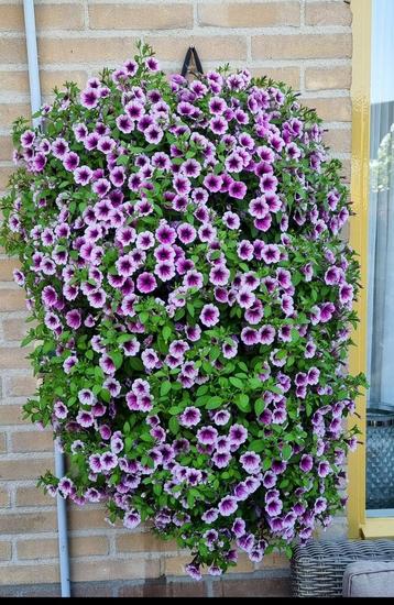 Tuinhulp beschikbaar voor biedingen