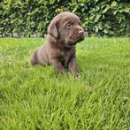 Verwacht labrador pups met stamboom, Dieren en Toebehoren, Honden | Retrievers, Spaniëls en Waterhonden, Parvo, 8 tot 15 weken