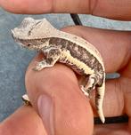 Wimpergekko *2025*, Dieren en Toebehoren, Hagedis