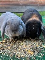 Zoek een nieuw huis, Dieren en Toebehoren, Konijnen, Meerdere dieren, Dwerg, Hangoor, 0 tot 2 jaar