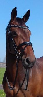 Schockemohle hoofdstel, Dieren en Toebehoren, Paarden en Pony's | Hoofdstellen en Tuigage, Ophalen of Verzenden, Gebruikt, Recreatie