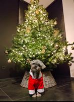 Kerstboom 210 cm hoog, Ophalen