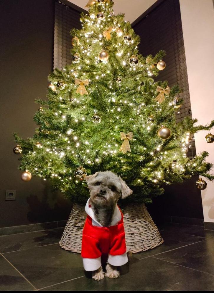 Kerstboom 210 cm hoog, Diversen, Kerst, Ophalen