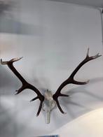 Groot Herten Gewei Wanddecoratie, Antiek en Kunst, Ophalen
