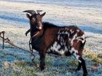 Mooi driekleurig bokje, Dieren en Toebehoren, Schapen, Geiten en Varkens, Mannelijk, Geit