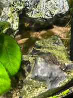 Algeneters te koop, Vis, Zoetwatervis, Schoolvis