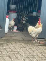 Kuikens serama x sussex en 4 sussex kippen en 1 haan (mix), Meerdere dieren, Kip