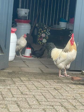Kuikens serama x sussex en 4 sussex kippen en 1 haan (mix) beschikbaar voor biedingen
