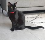 Lieve kater, Kater