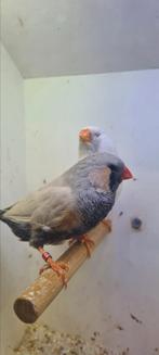 Te koop koppel  Bleekrug charcoal, Dieren en Toebehoren, Vogels | Overige Vogels, Meerdere dieren