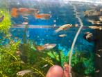 Guppies te koop, Dieren en Toebehoren, Vissen | Aquariumvissen, Vis, Zoetwatervis