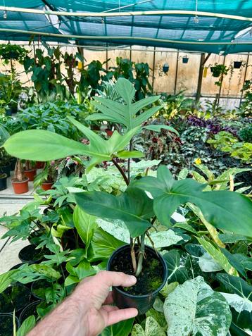Philodendron pedatum - Mooie klimplant beschikbaar voor biedingen