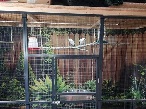 Balispreeuwen, Dieren en Toebehoren, Vogels | Overige Vogels, Tropenvogel, Meerdere dieren, Geringd