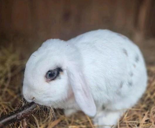 Lieve voedster, Dieren en Toebehoren, Konijnen, Klein, Vrouwelijk, 0 tot 2 jaar, Hangoor