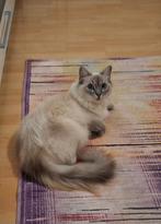 Kat, Dieren en Toebehoren, Poes, Ingeënt, 0 tot 2 jaar