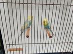 Te koop koppel, Dieren en Toebehoren, Vogels | Parkieten en Papegaaien, Meerdere dieren, Parkiet