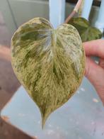 Philodendron hederaceum oxycardium variegata stek, Huis en Inrichting, Kamerplanten, Ophalen of Verzenden, Halfschaduw, Minder dan 100 cm
