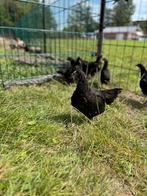 Amrock x Brahma kippen, Dieren en Toebehoren, Pluimvee, Mannelijk, Kip