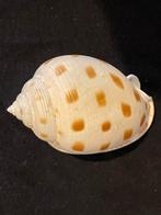 Bijzondere collectie schelpen, Ophalen of Verzenden, Schelp(en)