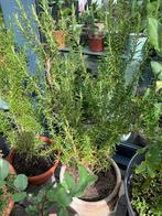 Rozamarijn met grote  pot €8, Tuin en Terras, Planten | Tuinplanten, Ophalen, Zomer, Overige soorten, Volle zon