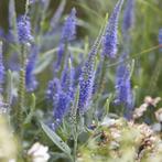 Veronica longifolia (Ereprijs) te koop, Ophalen, Zomer, Overige soorten, Halfschaduw