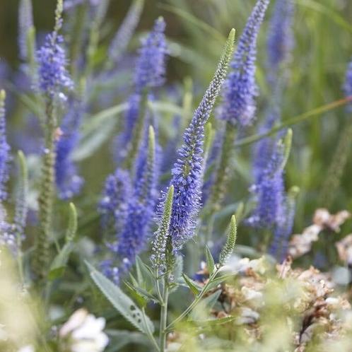 Veronica longifolia (Ereprijs) te koop, Tuin en Terras, Planten | Tuinplanten, Overige soorten, Halfschaduw, Zomer, Ophalen