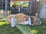 2 mooie hangoor mannen, Dieren en Toebehoren