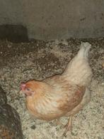 Leg hennen, Dieren en Toebehoren, Pluimvee, Vrouwelijk, Kip