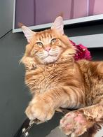 Prachtige Maine coon kater  met stamboom te koop., Dieren en Toebehoren, Kater, Met stamboom