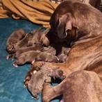 Cane corso x Amerikaanse buldog pups, Dieren en Toebehoren, 8 tot 15 weken, Bulldog, Meerdere, Meerdere dieren